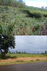 अवकाळी पाऊस भात पिक व पिंजराचे नुकसान