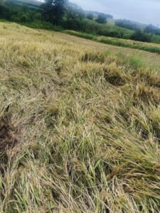 अवकाळी मुळे भातशेतीचे नुकसान