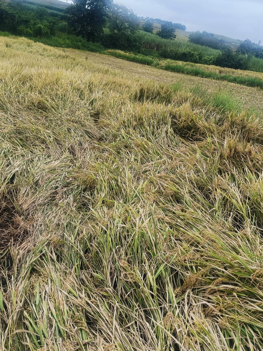 अवकाळी मुळे भातशेतीचे नुकसान