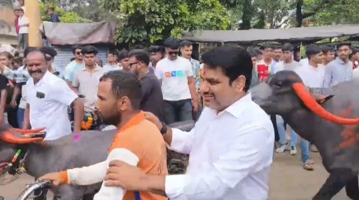 कोल्हापुरात पाडव्यानिमित्त रंगल्या म्हशींच्या स्पर्धा