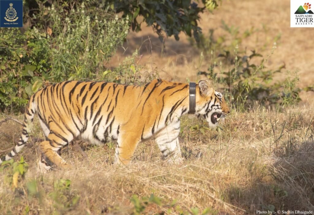 चांदोलीच्या नैसर्गिक जंगलात वाघिणीची मुक्ती