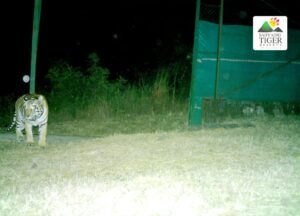 ताडोबातून चांदोली राष्ट्रीय उद्यानात दाखल झालेली दुसरी