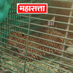 बिऊर (ता. शिराळा) येथील नरभक्षक बिबट्या अखेर जेरबंद